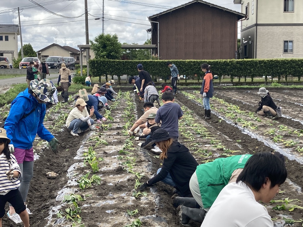 サツマイモの植え付け