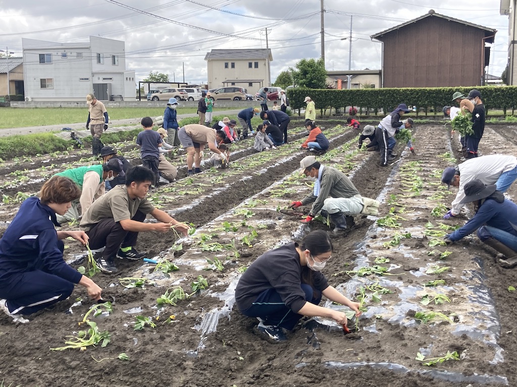 サツマイモの植え付け