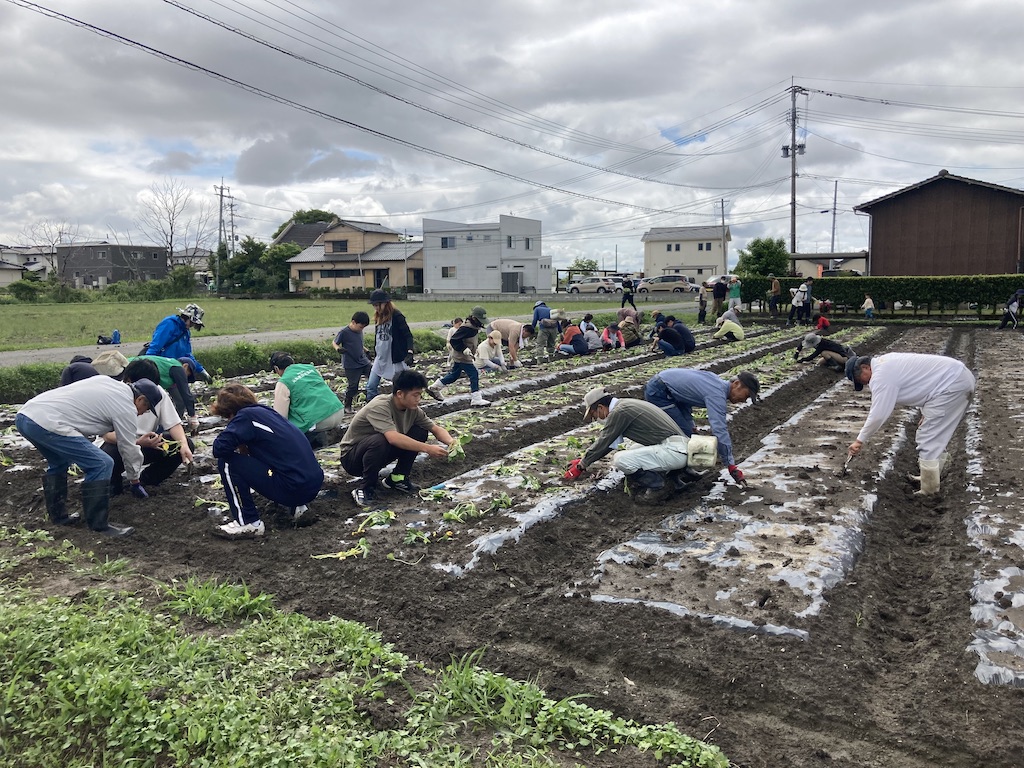 サツマイモの植え付け