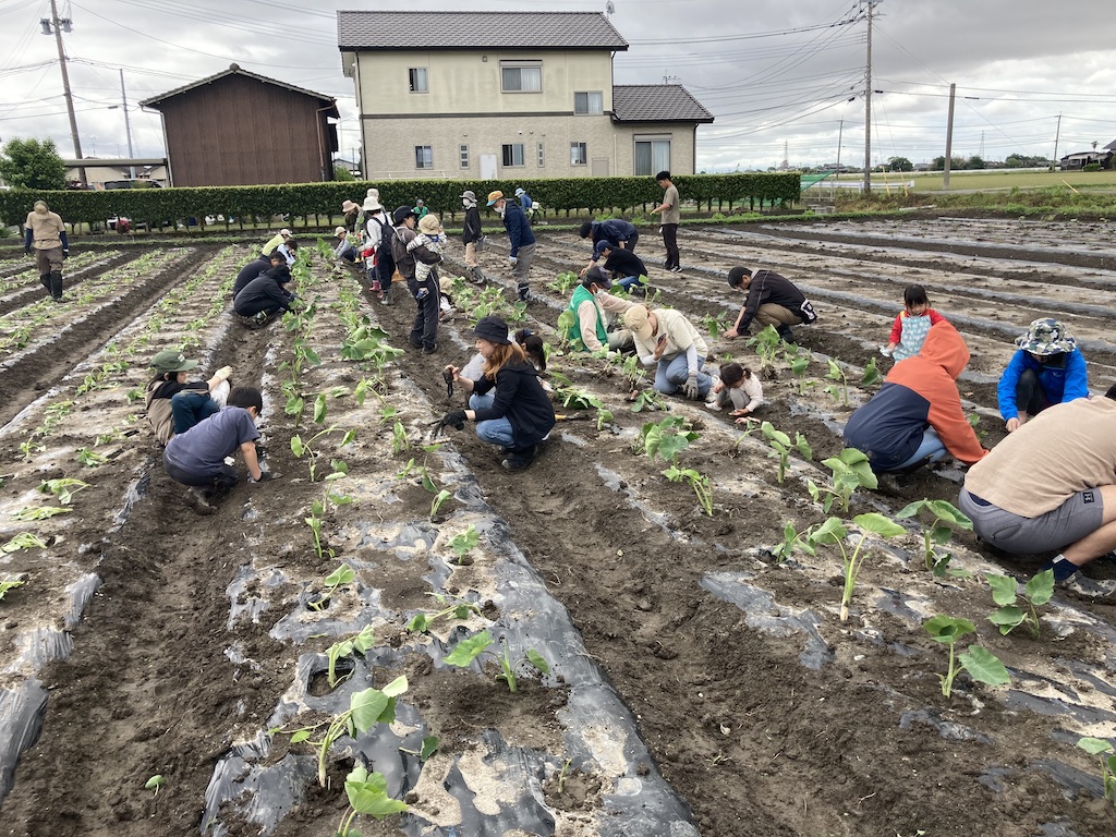 里芋植え付け1