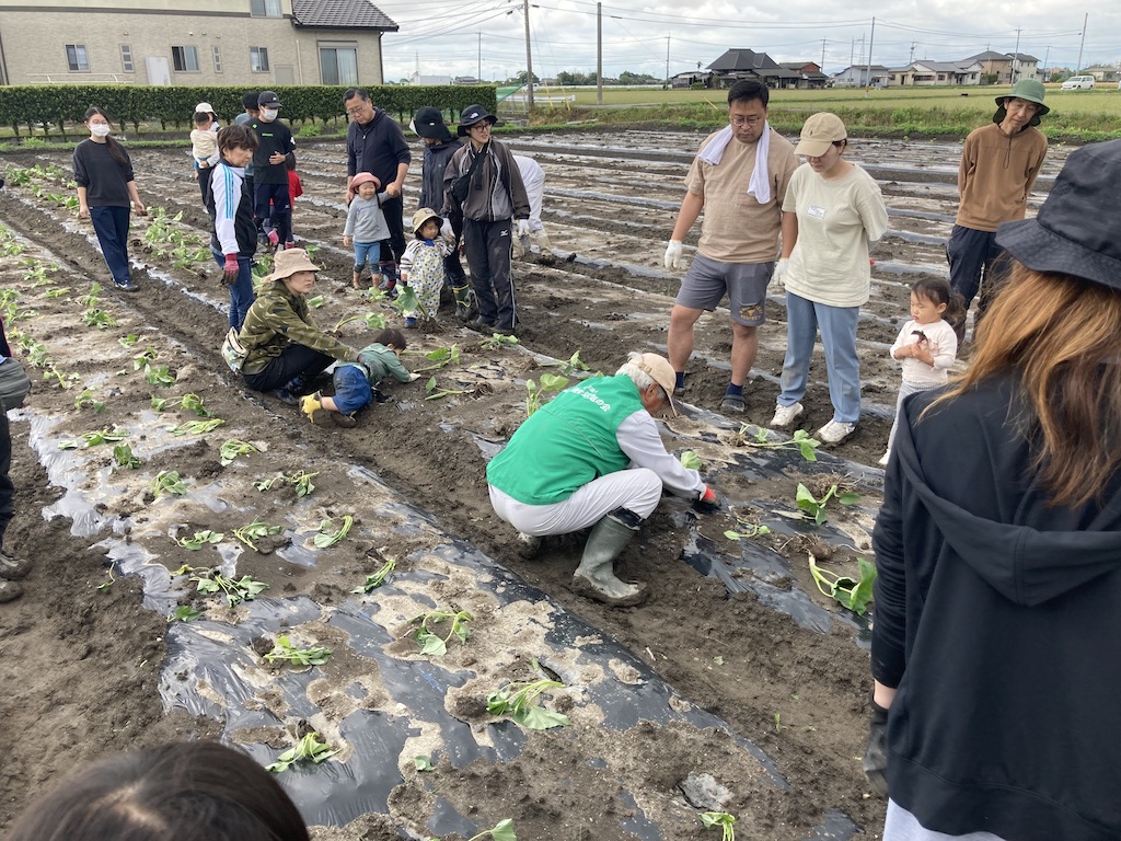 栗丸里芋植え付け